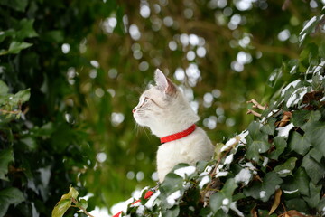 Der erste Schnee. Süßes kleines Kätzchen erkundet am Geschirr den Garten
