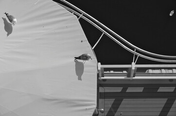 Close up detail view of sea gulls resting on surface of sun umbrella on open deck promenade of...