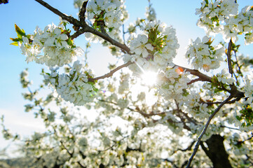 blooming tree