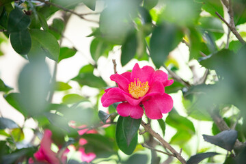 Obraz premium 満開の椿