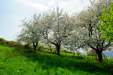 Fototapeta na wymiar cherry tree in spring