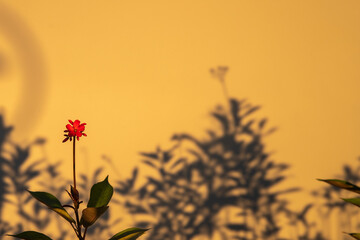 Red flower on blurred shadow of leaf on yellow wall background