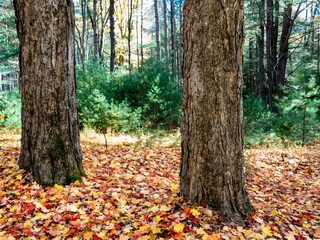 A bed of fallen leaves in the fall in Cooks Forest State Park near Clarion, Pennsylvania, with two tree trunks in the foreground and the forest in the background with the blue sky popping through.