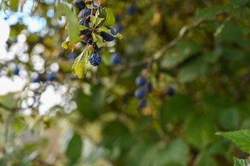 blueberries on the bush