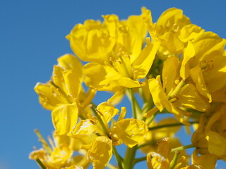 黄色い菜の花のクローズアップ