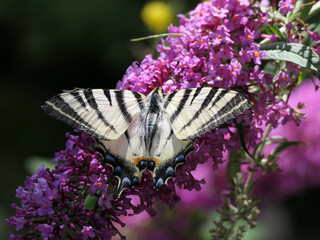 Butterfly Iphiclides Podalirius On Butterfly Bush Flowers