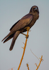 Raven