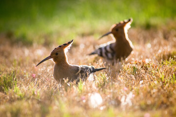 Hoopoe pair