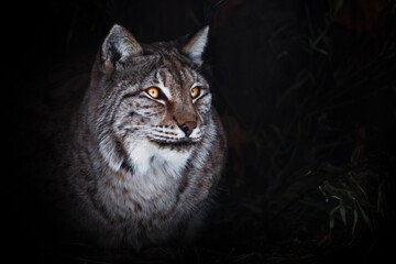 A proud sitting lynx with orange eyes © Mikhail Semenov