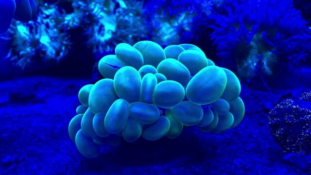 Eine Koralle in einem Aquarium.