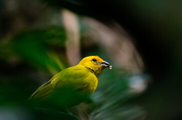 Yellow Bird