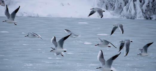 Fototapeta premium Seagull flock take off