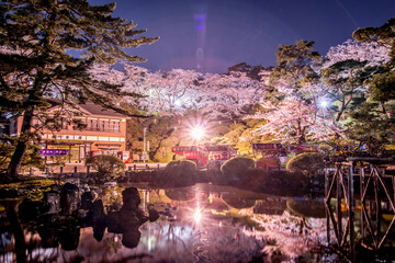 Cherry blossom of night spring, Akita Sensyu Park, Japan
夜桜　秋田