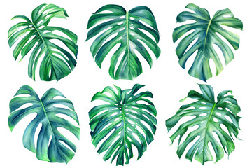 Fototapeta na wymiar Monstera leaves on isolated background, watercolor hand painted floral illustration, jungle leaf