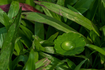 Water dew on a gree leaf - Ecology image