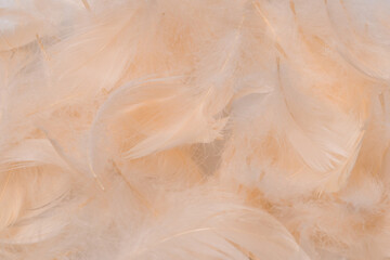 Colorful feather background, top view.