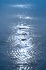 4 whales floating with the rays of the setting sun