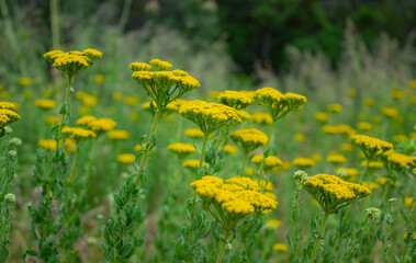 Natural vegetable background. Fresh, spring background. Yellow flowers with the background out of focus.