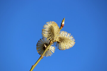 Pussy willow on the branch, yellow blooming verba in spring forest on blue sky background. Palm Sunday symbol, catkins in sunny day