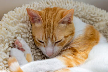 Fototapeta na wymiar Cute orange and white cat sleeping in its bed