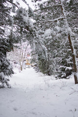 Fototapeta premium A path next to a forest in Poland.
