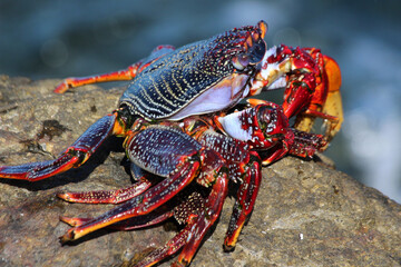 rote_Klippenkrabbe