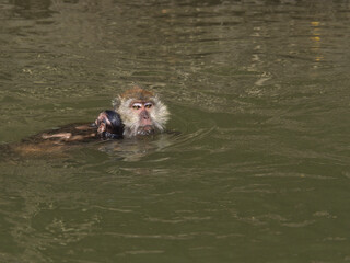 A monkey with a baby on its back swims in the mangroves of Langkawi Island. Malaysia