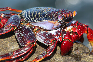 rote_Klippenkrabbe