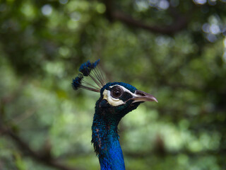 funny portrait of a peacock in the bird Park. Kuala Lumpur, Malaysia