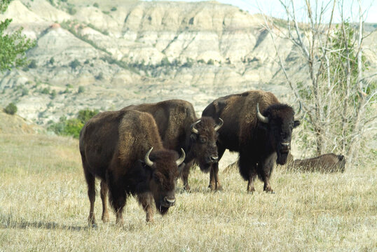 Buffaloes, Theodore Roosevelt National Park, North Dakota, USA | NONE |