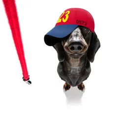 Foto op Plexiglas Grappige hond cool baseball cap urban dog