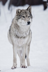 A severe she-wolf is standing full face close-up on the snow