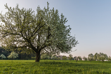Blühende Birnbäume auf einer Streuobstwiese im Morgenlicht, Heidelberg, Baden-Württemberg,...