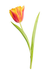 Tulip isolated on white background