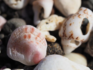 たくさんの可愛い貝殻