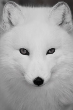 polar fox arctic fox muzzle close