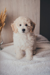 White cute puppy pudel