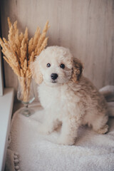 White cute puppy pudel