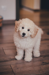 White cute puppy pudel