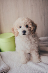 White cute puppy pudel