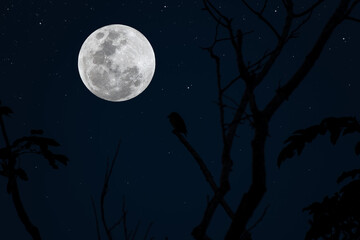 Full moon on sky with silhouette tree branch and small bird.