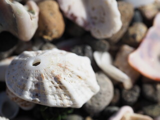 たくさんの可愛い貝殻