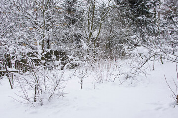 A small orchard covered in snow. Winter in Poland.