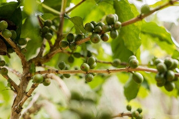 Arabica coffee, green Arabica coffee beans unripe on northern Thailand sources waiting for harvest to process