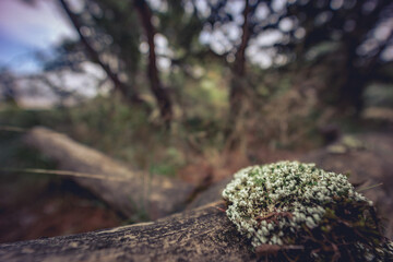 Trees in the forest