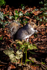 A Gray Squirrel