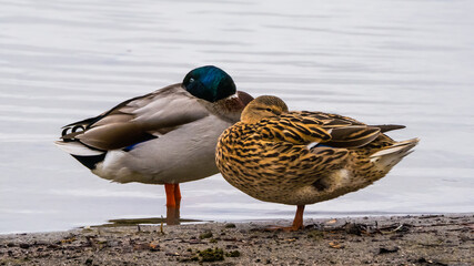 Drake and duck female sleeping in standing on the shore of lake