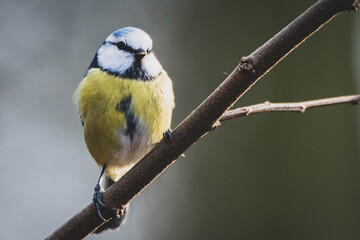 Blaumeise im Winter VI