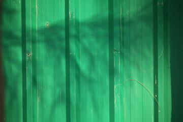 white flowers in the garden