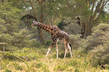 Wild Rothschild's giraffe beautiful dark male in forested natural landscape